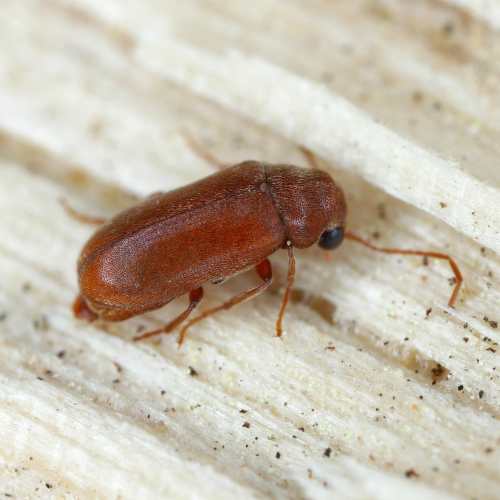 Wood Borer Image